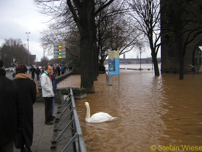 Koeln: Hochwasser Jan 2003 (Schwan)