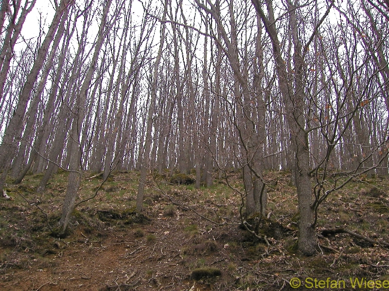 Dueren: Rursee (Herbst Blick in den Wald)